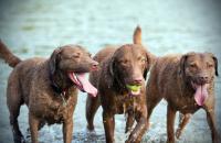 cani nuotano al mare