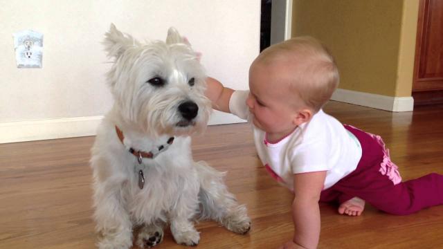 cane Westie