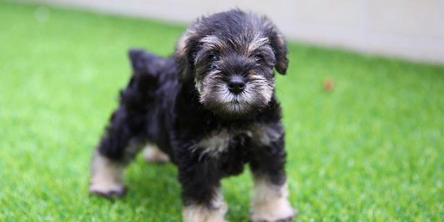 
Ostia! 38+  Elenchi di Piccolissimi Cani Piccoli Che Non Crescono! A luglio 2014 sono andata a prendere una piccola palla di pelo bianco sulla maiella dove i suoi genitori lavorano col.
