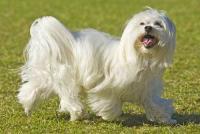 cane maltese