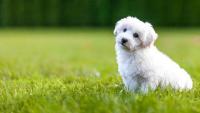 cane Bichon Frise