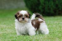 cane Shih Tzu