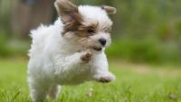 cane Havanese