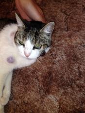 rigonfiamento sulla testa del gatto