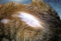 alopecia gatto