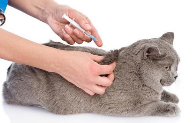 insulina gatto