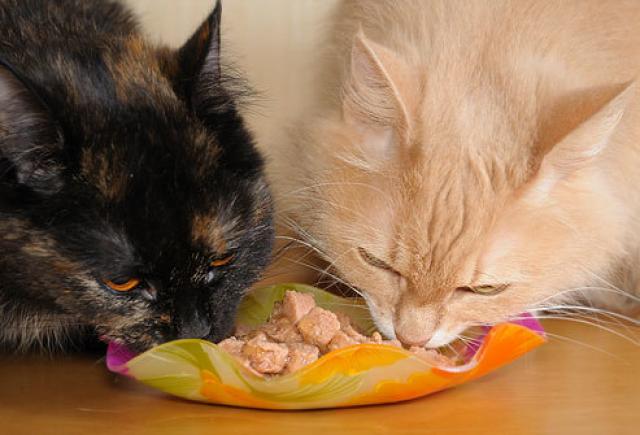 gatti mangiano tonno