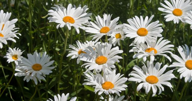 camomilla fiore