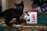 coca cola gatto