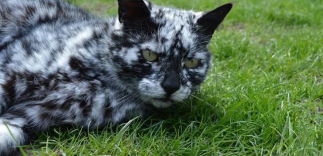 gatto sdraiato