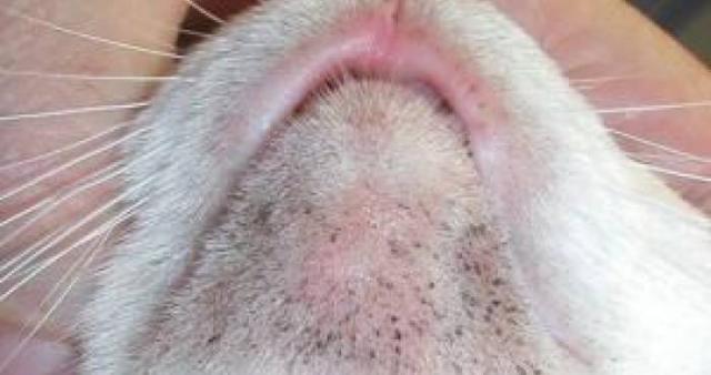 Eruzione di posti bianca su una faccia