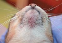 punti neri sulla bocca del gatto