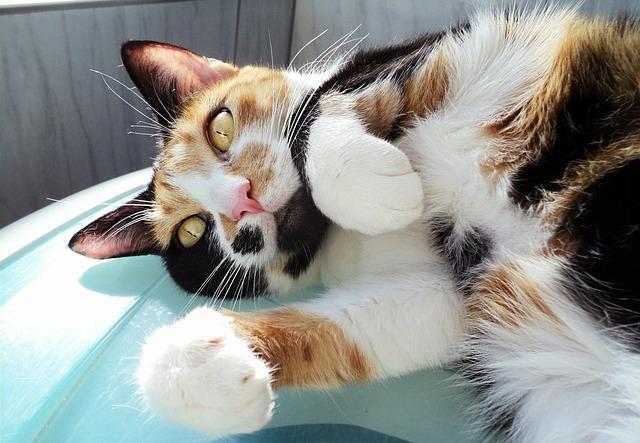 come curare acari orecchie gatto
