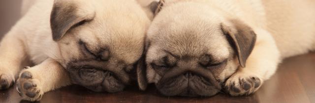 cuccioli di cane