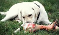 cane mangia osso