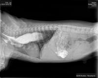 esofago cane radiografia