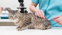 vaccino gatto