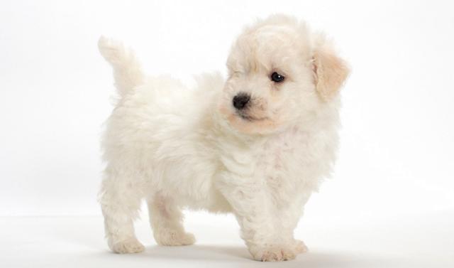 cane razza bichon frise