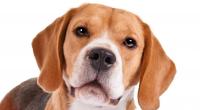 cane razza beagle