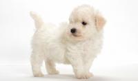 cane razza bichon frise