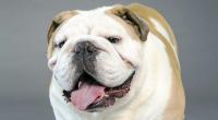cane razza bulldog