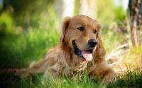 cane razza golden retriever