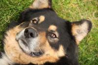cane meticcio