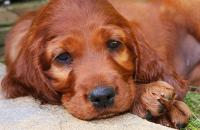 cane razza setter irlandese