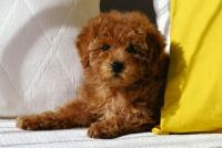 cane razza barboncino