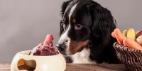 cane mangia osso