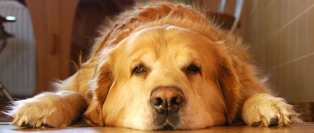 cane cimurro