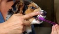 Foto controllare denti cane