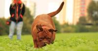 cane vomita con erba