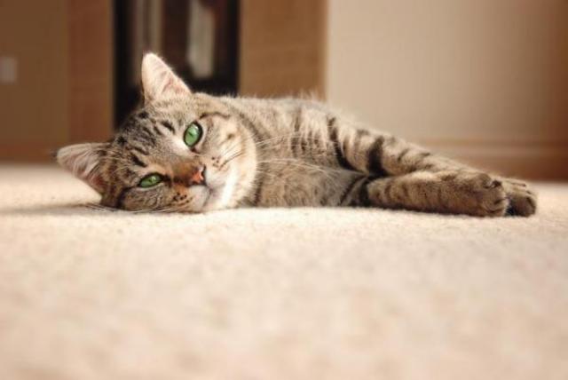 minzione frequente di cristalli di gatto