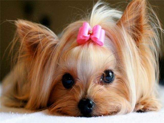 Nomi Per Cani Mondopetsit