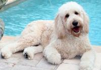 cucciolo goldendoodle