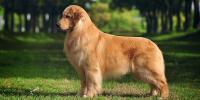 cucciolo di golden retriever