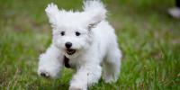 cucciolo bichon frise