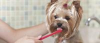 spazzolino per cani