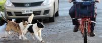 cane rincorre bici