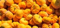 cane può mangiare zucca gialla