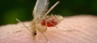 zanzara leishmaniosi