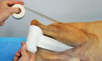 fasciatura anca cane