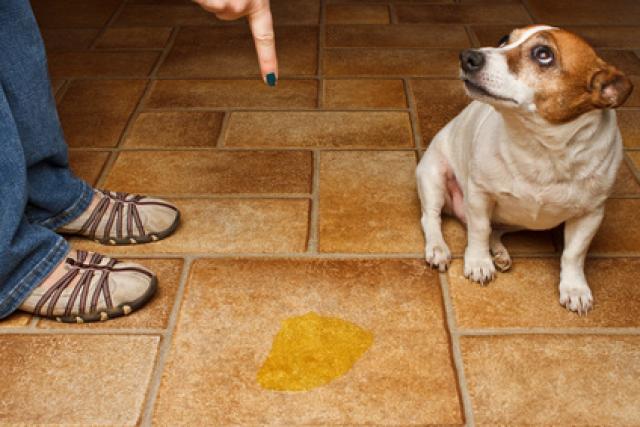 prostata del cane che sintomi puo dare video