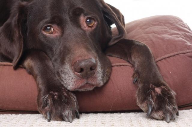 Foto Insufficienza renale cronica nel Cane