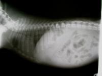 radiografia stomaco gonfio cane