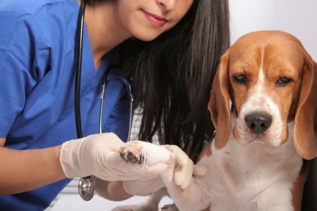 la vescica del mio cane è gonfia la vescica del mio cane è gonfia