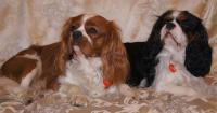 cavalier king