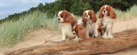 malattie Cavalier King