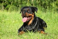 cane Rottweiler